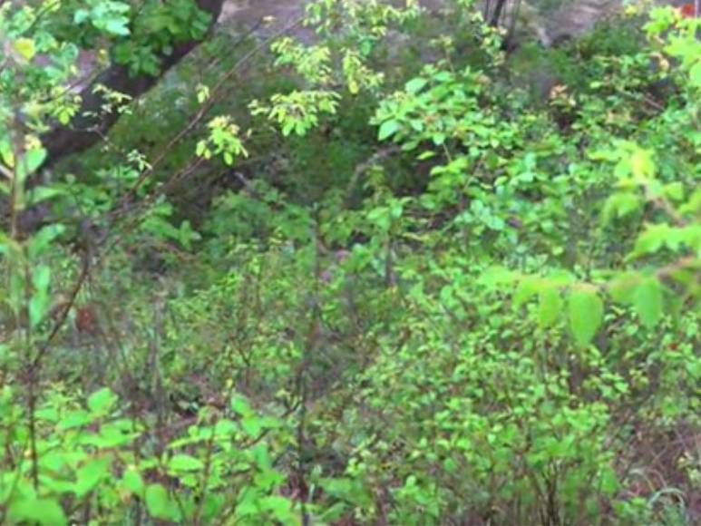 Cubiertos con ramas y semidesnudos: así hallaron a jóvenes desaparecidos en mudanza