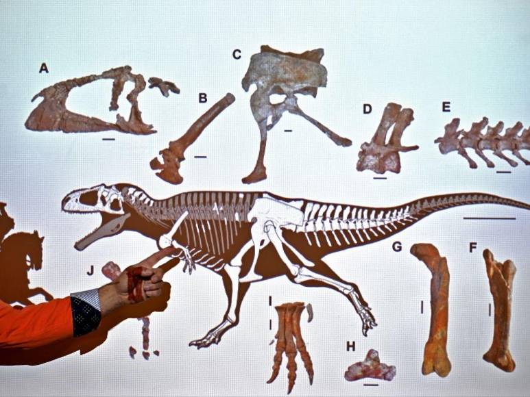 Meraxes Gigas, la nueva especie de dinosaurio de enorme cabeza y pequeños brazos