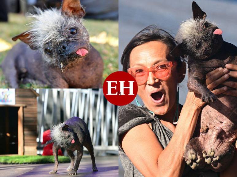 FOTOS: Mr. Happy Face, así es el perro más feo del mundo