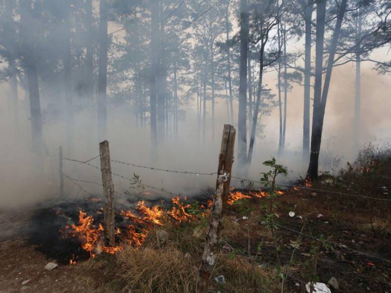 Incendio forestal destruye hectáreas de bosque y provoca una intensa capa de humo en Zambrano