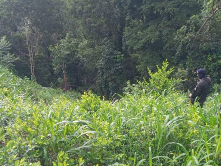 Tenía unos cinco años de producir: lo que se sabe de numerosa incautación de droga en Colón