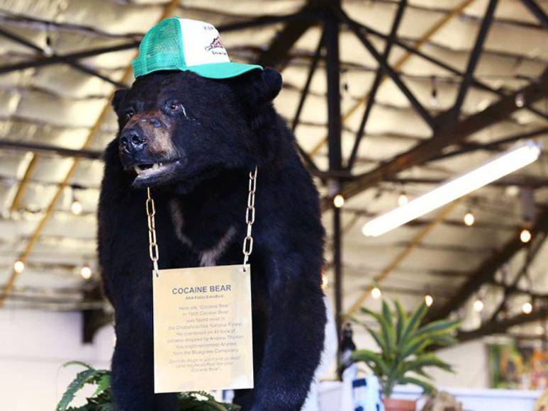 ‘Pablo EscoBear’, el oso que se comió más de 35 kilos de cocaína y murió por sobredosis