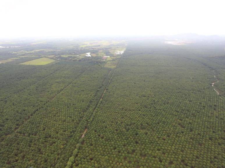 Narcotráfico, tala y siembra ilegal: el recorrido de EL HERALDO en La Mosquitia