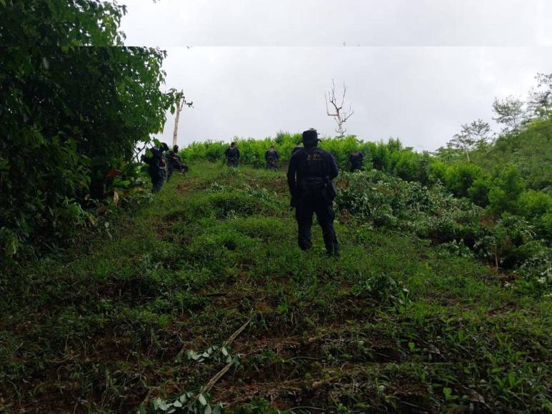 Narcotráfico, tala y siembra ilegal: el recorrido de EL HERALDO en La Mosquitia