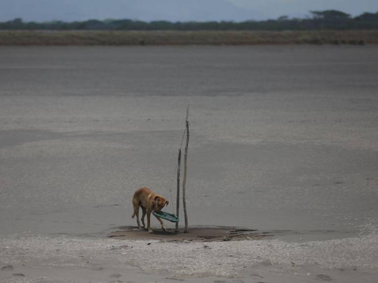 Alarmante cierre de fincas de camarón en Honduras, ¿cuál es la razón?