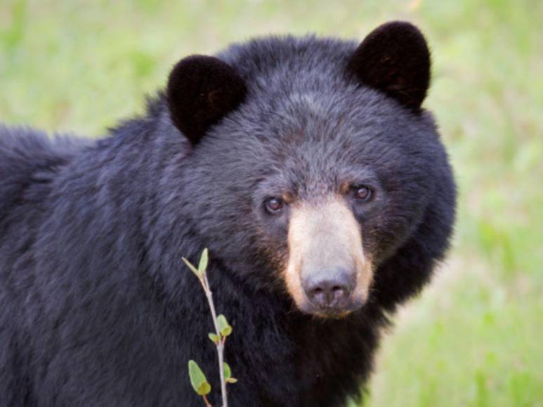 ‘Pablo EscoBear’, el oso que se comió más de 35 kilos de cocaína y murió por sobredosis