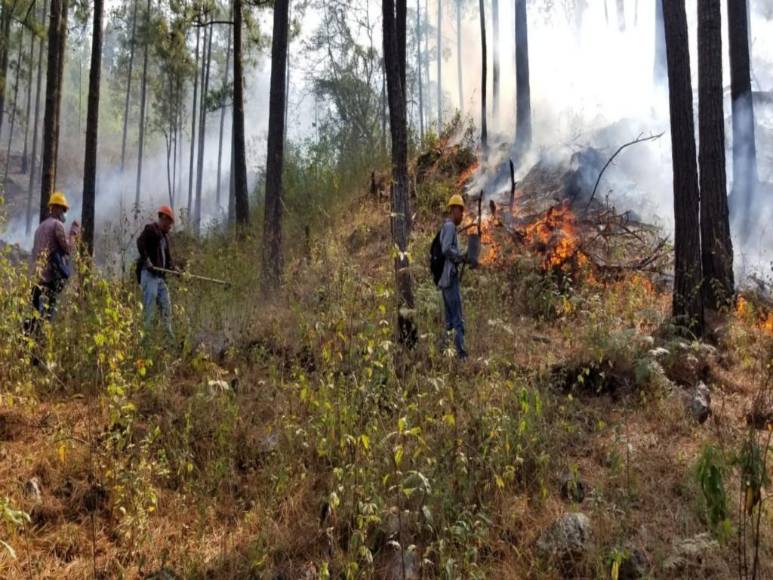 Con machetes, Batefuego y voluntad combaten incendio forestal en La Montañita (Fotos)