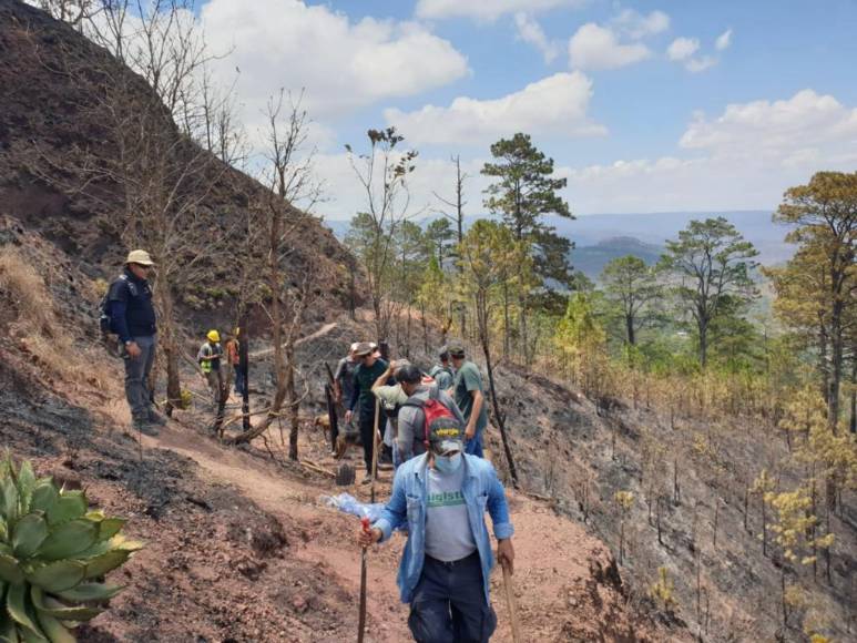 Con machetes, Batefuego y voluntad combaten incendio forestal en La Montañita (Fotos)