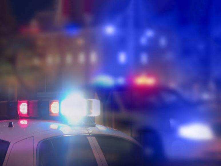 ‘Pablo EscoBear’, el oso que se comió más de 35 kilos de cocaína y murió por sobredosis