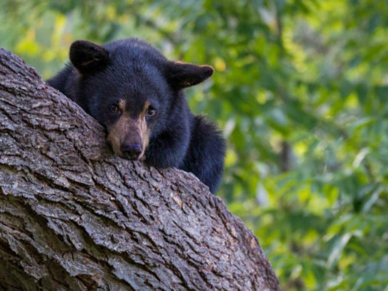 ‘Pablo EscoBear’, el oso que se comió más de 35 kilos de cocaína y murió por sobredosis