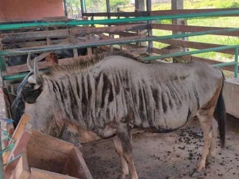 Tras controvertido cierre, Zoológico Joya Grande reabre sus puertas