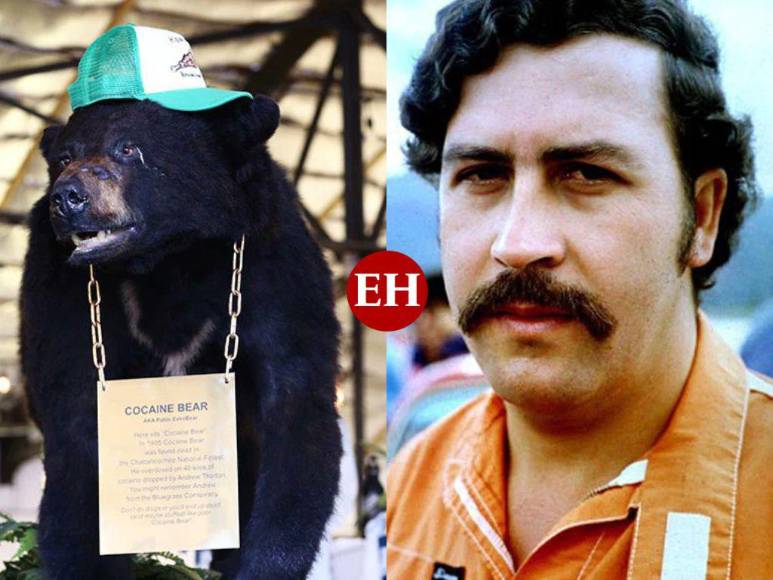 ‘Pablo EscoBear’, el oso que se comió más de 35 kilos de cocaína y murió por sobredosis