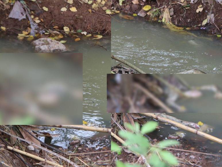 Putrefacto y en una quebrada encuentran cadáver en colonia Villa Olímpica en la capital