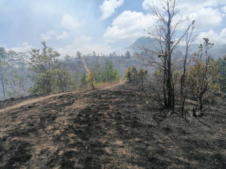 Con machetes, Batefuego y voluntad combaten incendio forestal en La Montañita (Fotos)