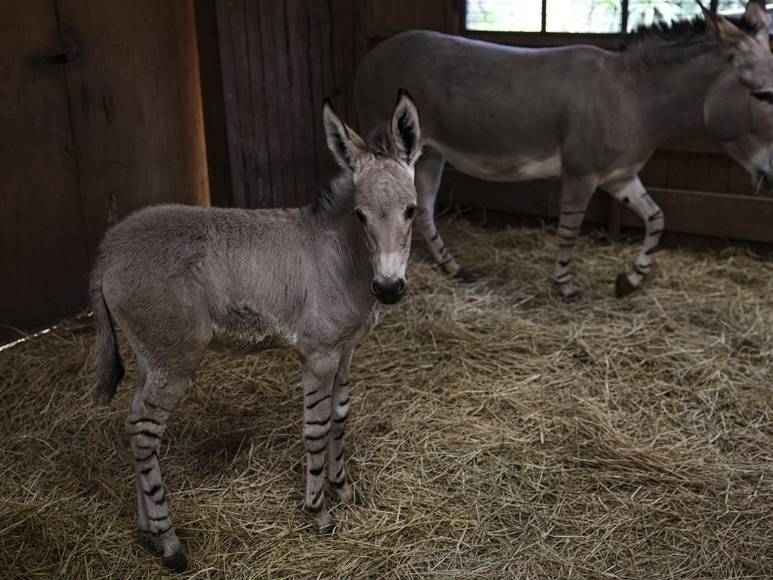 Un puma albino, una cebra de puntos y una jirafa sin manchas: las raras mutaciones registradas en los últimos años
