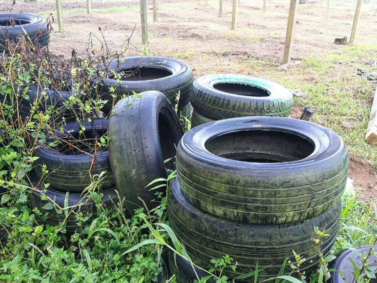 Prevenciones que los hondureños deben tomar para evitar el contagio del dengue