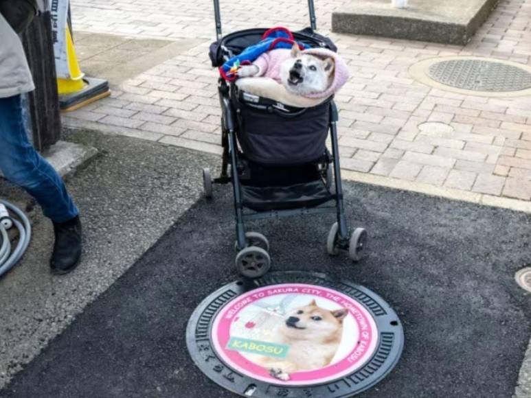 Muere Kabosu, la famosa perra detrás del meme Doge y la criptomoneda Dogecoin