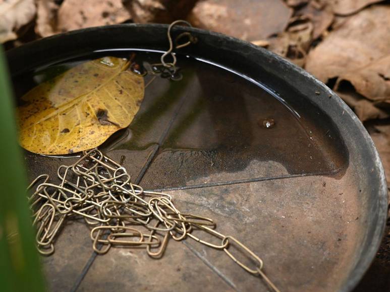 Prevenciones que los hondureños deben tomar para evitar el contagio del dengue