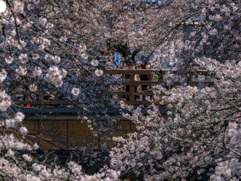 Sentía fascinación por Japón: la inspiración de Vincent Van Gogh en sus obras más icónicas