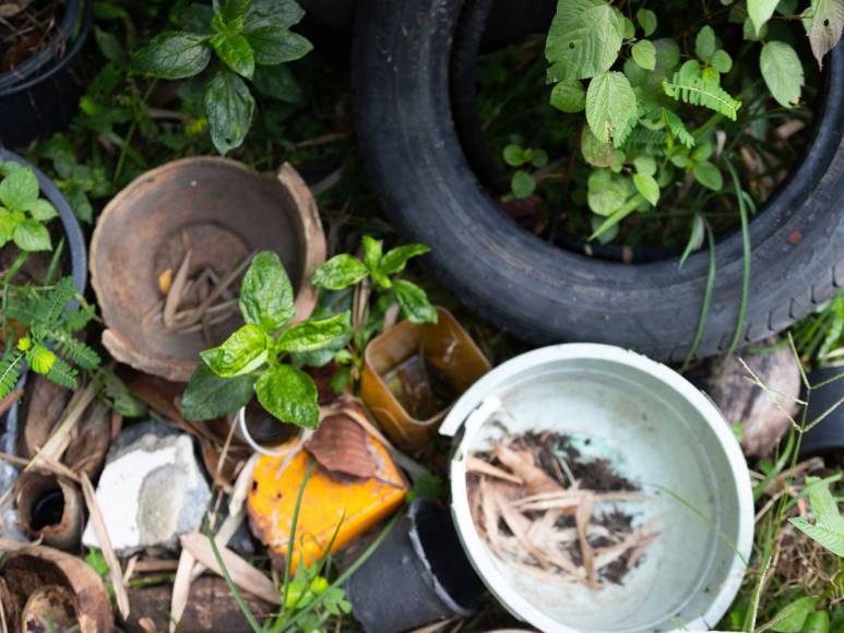 Prevenciones que los hondureños deben tomar para evitar el contagio del dengue