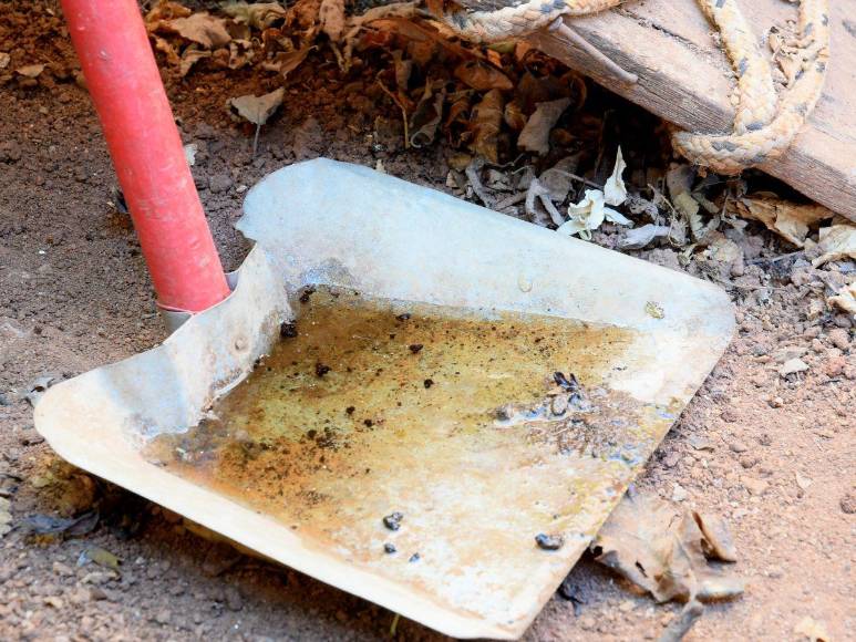 Prevenciones que los hondureños deben tomar para evitar el contagio del dengue