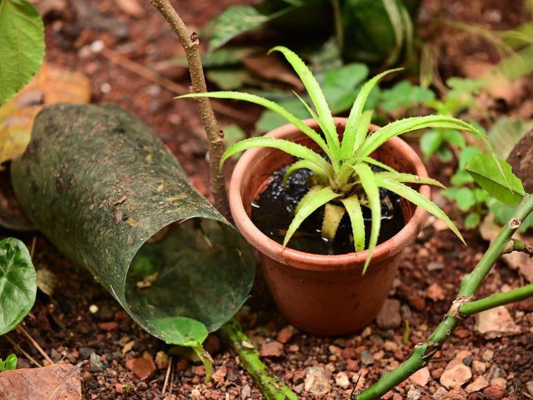 Prevenciones que los hondureños deben tomar para evitar el contagio del dengue
