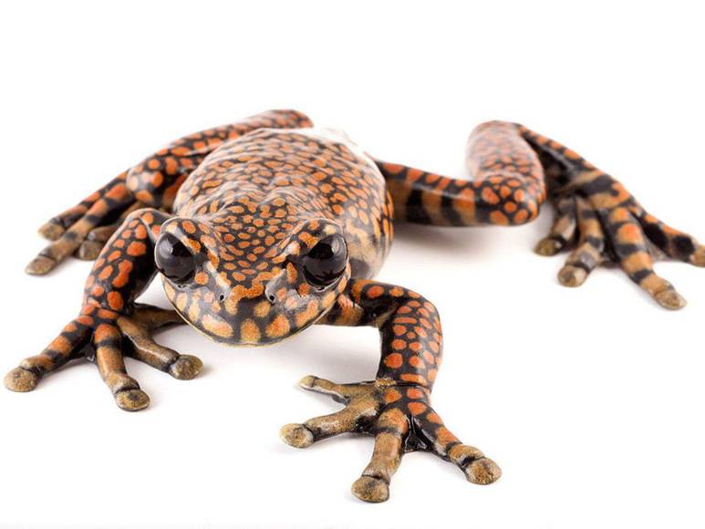 Primero con título universitario, pintor y saluda a los árboles: Curiosidades del rey Carlos III que no conocías