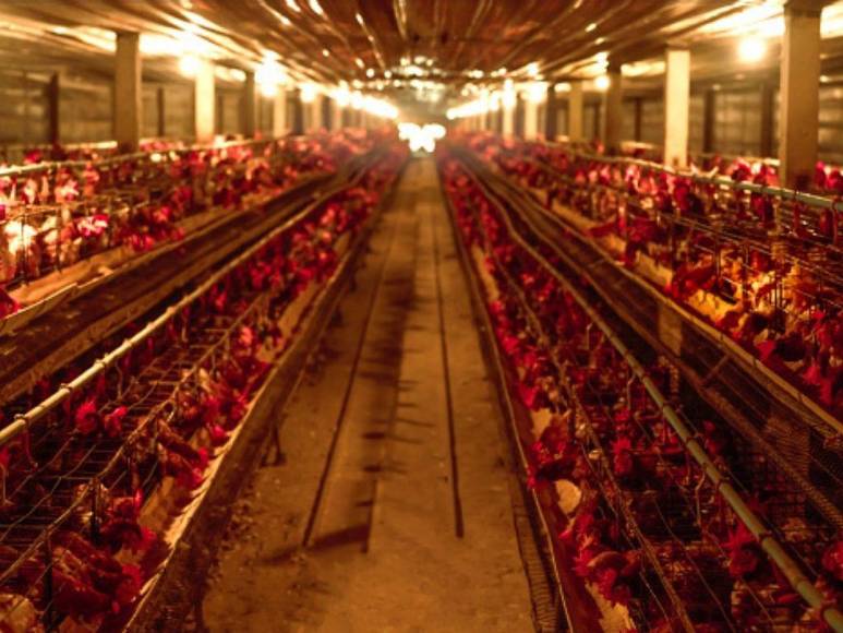 ¿Qué se sabe sobre la gripe aviar H3N8, contagiada por primera vez en humanos?