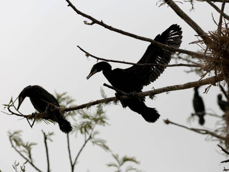 Así es la “isla de patos” que están devorando los peces y afectando a pescadores en la represa ‘El Cajón’