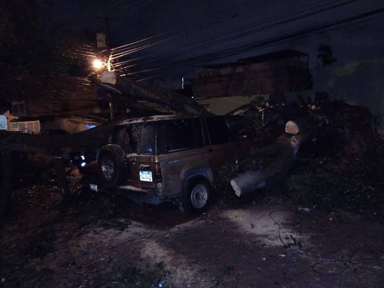 Enorme árbol cae y destruye varios vehículos en colonia Kennedy
