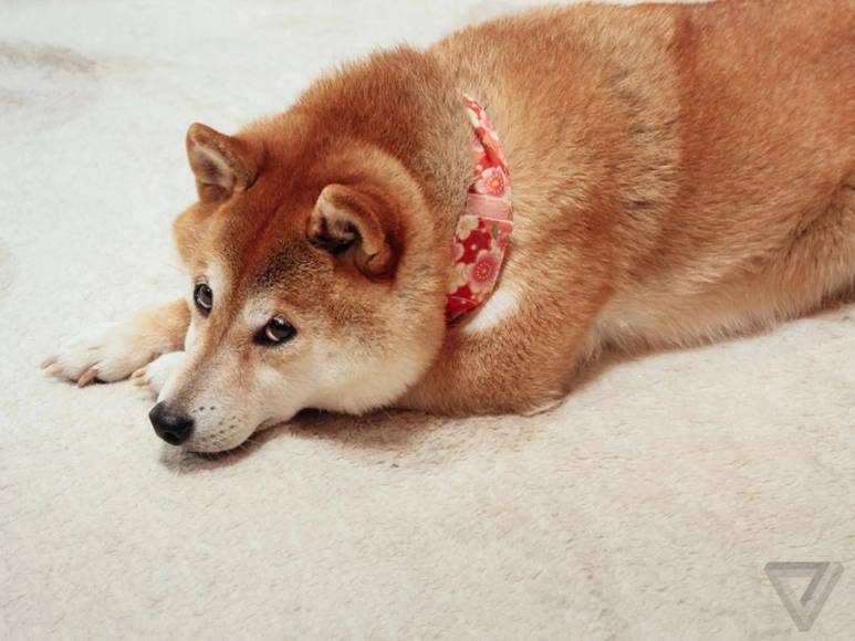 Muere Kabosu, la famosa perra detrás del meme Doge y la criptomoneda Dogecoin