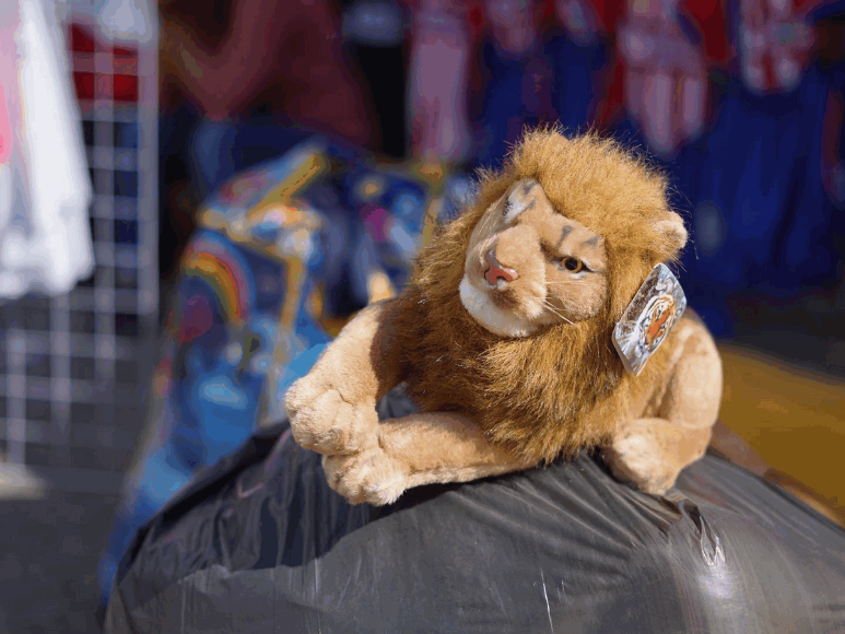 Ambientazo en La Ceiba previo a la final Olimpia-Motagua