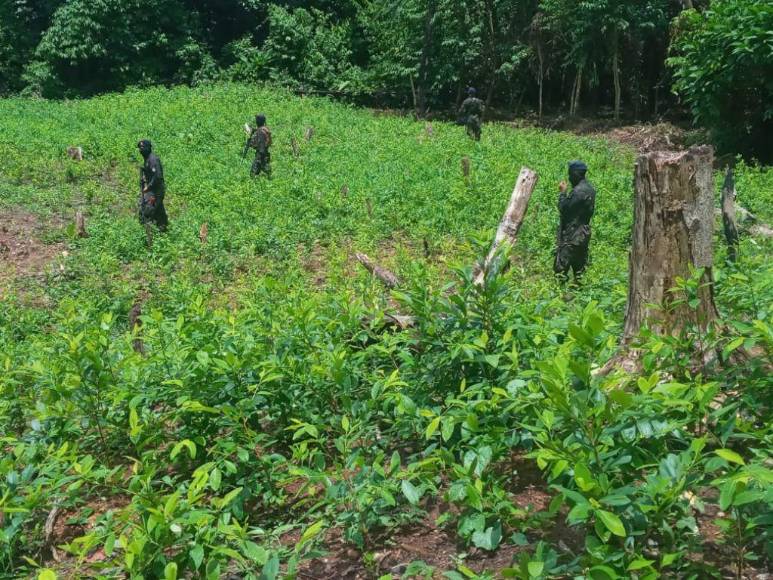 Casi un millón de plantas de cocaína entre lo asegurado por la Policía en diferentes comunidades de Colón