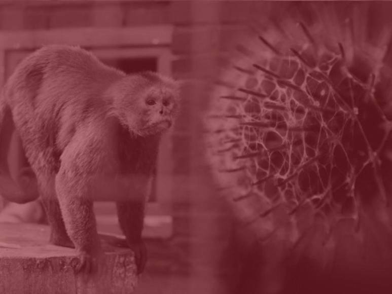 Contagios y tratamientos: Lo que se sabe de la viruela del mono en Honduras