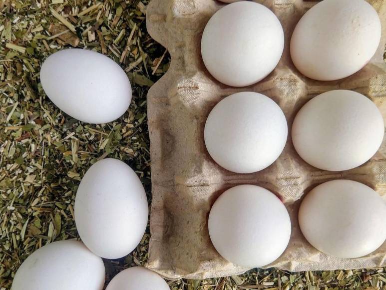 Las predicciones de Nostradamus que sí se cumplieron en 2022