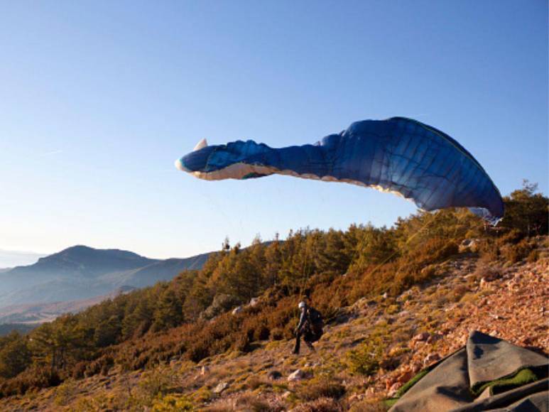 ‘Pablo EscoBear’, el oso que se comió más de 35 kilos de cocaína y murió por sobredosis