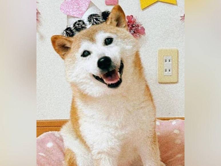 Muere Kabosu, la famosa perra detrás del meme Doge y la criptomoneda Dogecoin