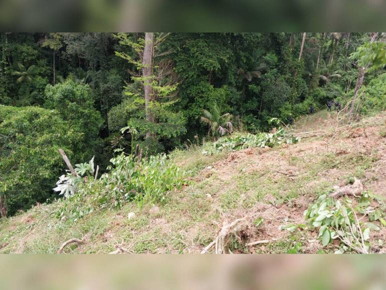 Narcotráfico, tala y siembra ilegal: el recorrido de EL HERALDO en La Mosquitia