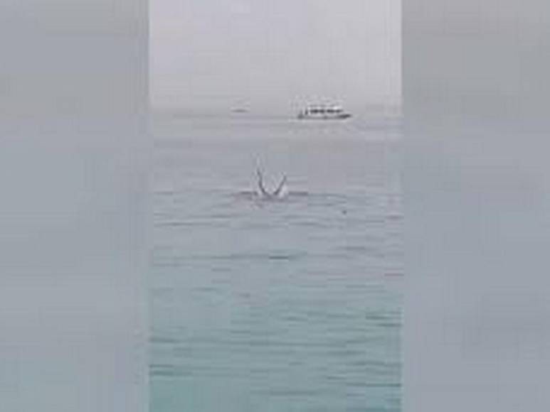 Murió devorado por un tiburón tigre enfrente de su padre; capturan y matan al escualo