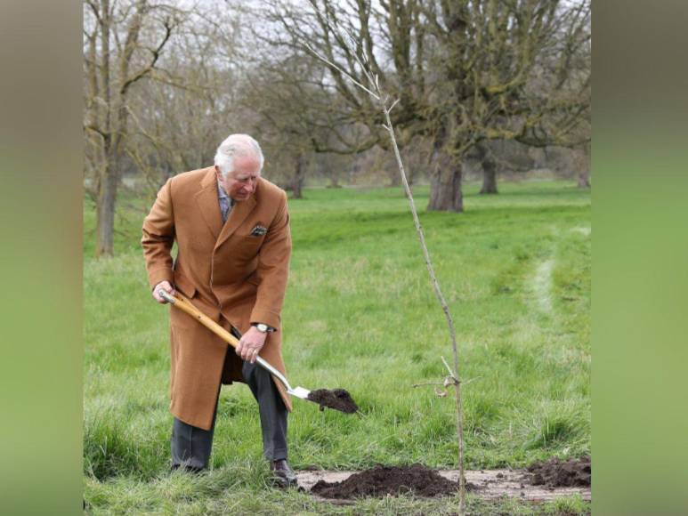Primero con título universitario, pintor y saluda a los árboles: Curiosidades del rey Carlos III que no conocías