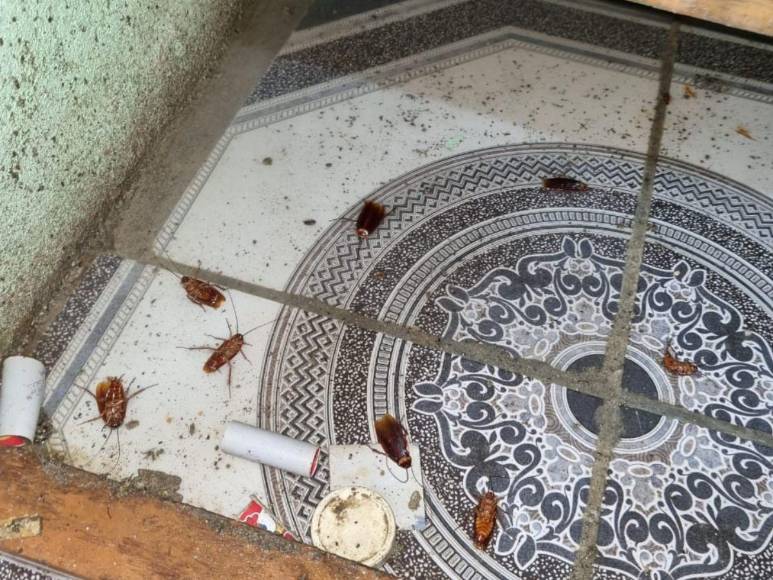 Cucarachas, gusanos y comida en mal estado: así hallaron restaurante en Choluteca