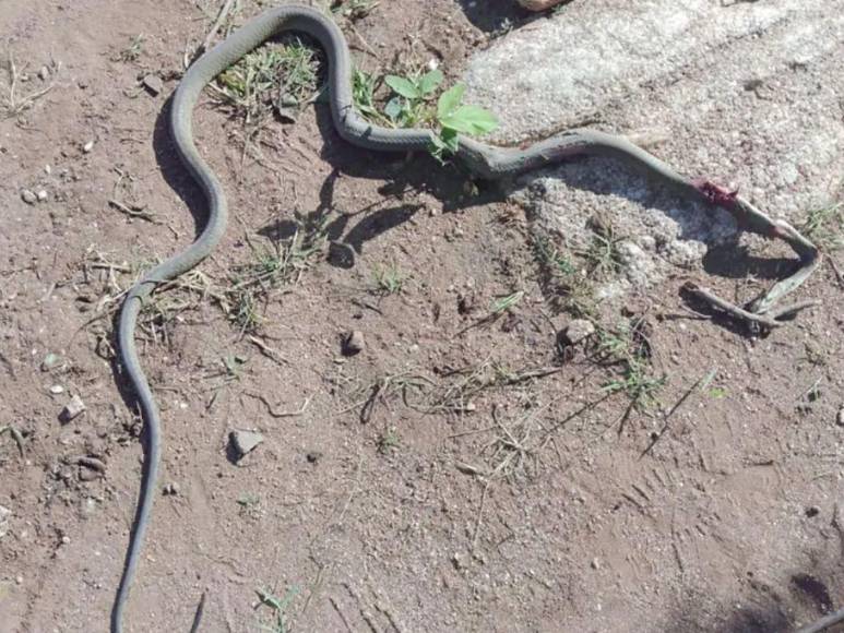 Mamba negra ingresó al aula, mordió a una alumna y la mató: trágico adiós a Melody
