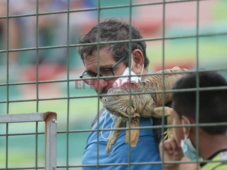 Bellas mujeres, la elegancia del técnico de la H y un reptil: Lo que no mira por TV del Honduras-Curazao