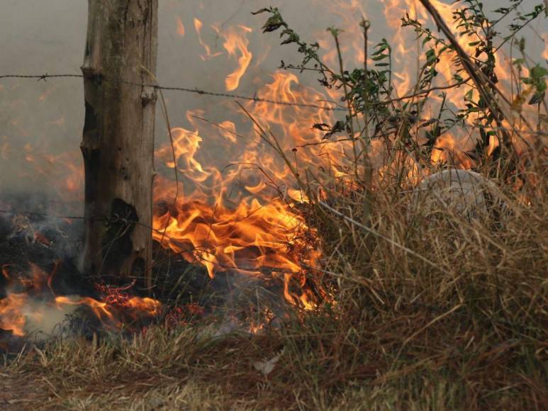 Incendio forestal destruye hectáreas de bosque y provoca una intensa capa de humo en Zambrano