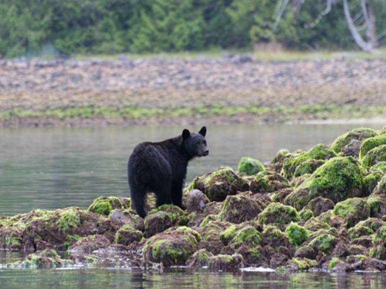 ‘Pablo EscoBear’, el oso que se comió más de 35 kilos de cocaína y murió por sobredosis