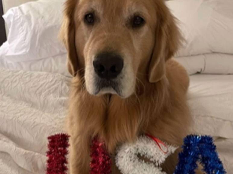 ¿Quién es Beacon, el perro terapia que forma parte del team USA de gimnasia?