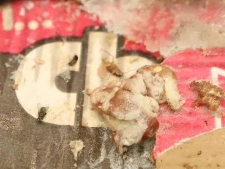 Con moscas y cucarachas: así encontraron productos de una carnicería en Comayagüela