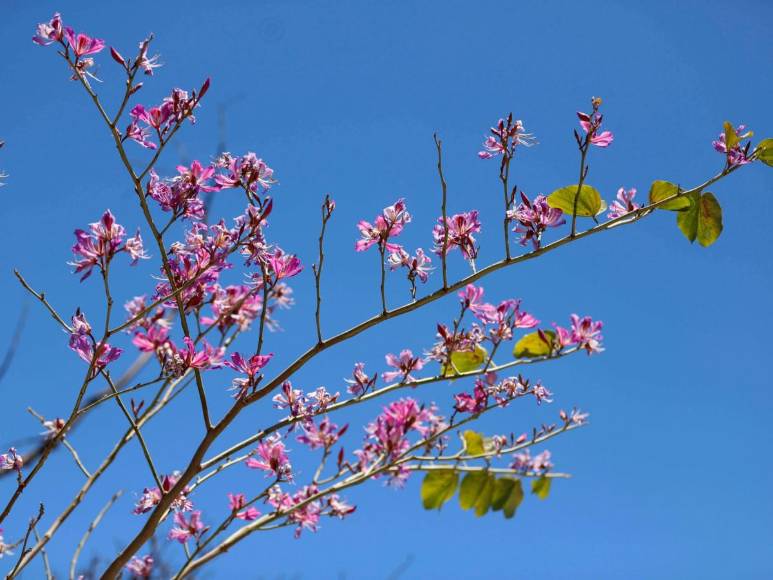 Macuelizo, napoleón y jacaranda florecen a plena luz del sol en la capital de Honduras