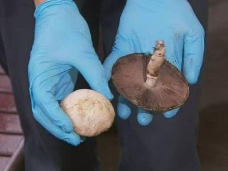 Mujer invitó a comer a sus exsuegros y murieron tras ingerir hongos venenosos; hallaron extraño mural en su casa