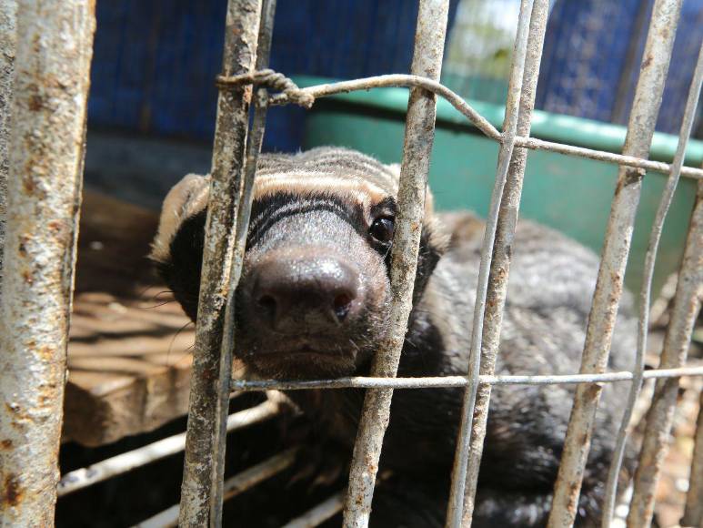 Estos son los felinos y aves que están en recuperación para ser liberados